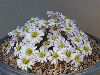 <em>Callianthemum anemonoides</em>